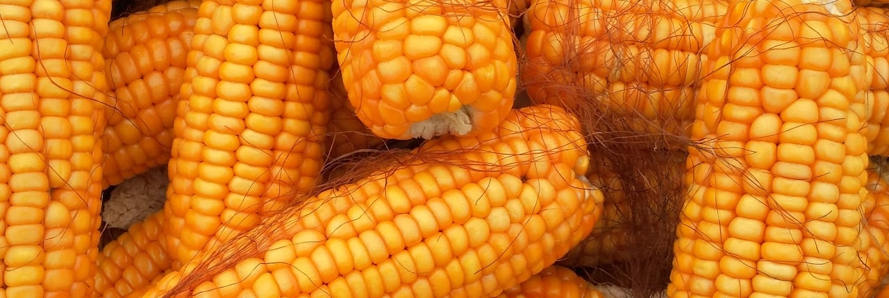 Maize